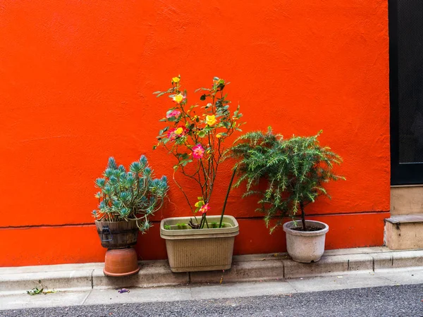 很多盆与观赏植物在镰仓在东京小町通街橙色墙前的特写 — 图库照片