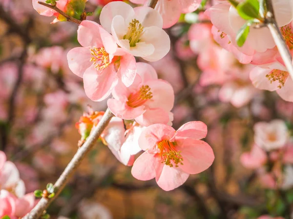 Vacker utsikt över hanami park under körsbärsblom säsongen i Kyoto — Stockfoto