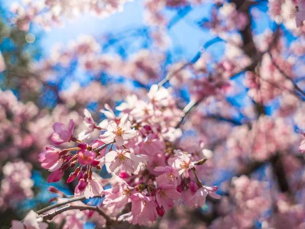 Vacker utsikt över hanami park under körsbärsblom säsongen i Kyoto — Stockfoto