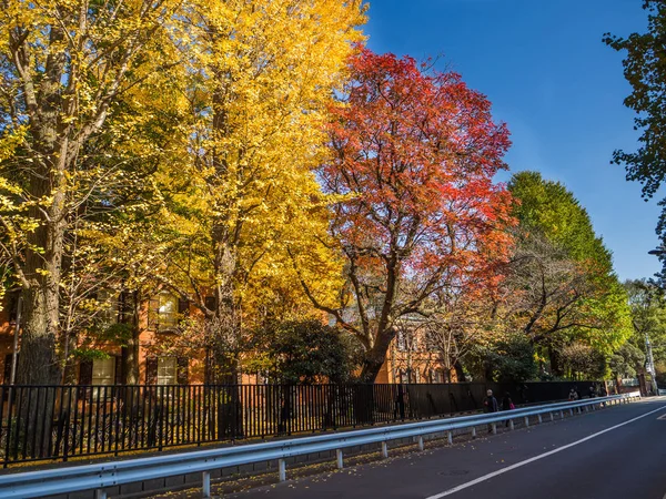 Nara, Japan - July 26, 2017: Beautiful view of autumn landscape in the road, with yellow autumn trees and leaves ,Colorful foliage in the Autumn park at Kyoto — Stock Photo, Image