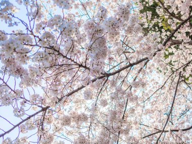 Kiraz çiçeği sezonunda hanami parkta Kyoto güzel görünümü