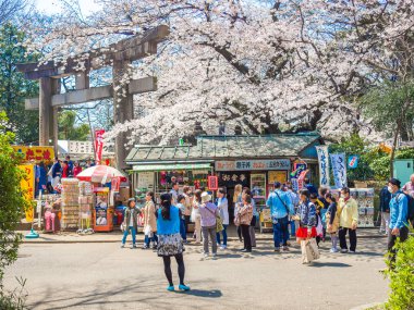 Hakone, Japonya - 02 Temmuz 2017: bir parkta yürüyüş ve hanami Park kiraz çiçeği sezonunda Kyoto'da manzarayı tanımlanamayan kişi