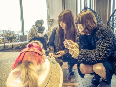 Tokyo, Japonya - 17 Temmuz 2017: küçük kedi, Tokyo içinde a evde beslenen hayvan dükkan Satılık safkan yavru kedi resimleri alan kimliği belirsiz insanlar