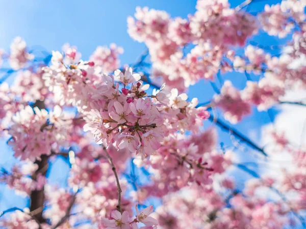 Vacker utsikt över hanami park under körsbärsblom säsongen i Kyoto — Stockfoto