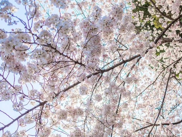 Vacker utsikt över hanami park under körsbärsblom säsongen i Kyoto — Stockfoto
