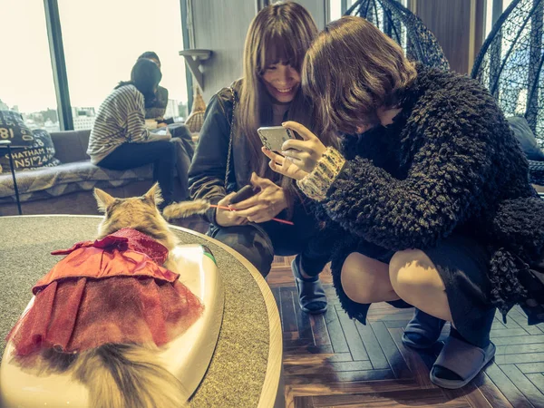 Tokio, Japonsko - 17. července 2017: Neznámí lidé fotit malé kočky, čistokrevná koťátka na prodej v zverimexu v Tokiu — Stock fotografie