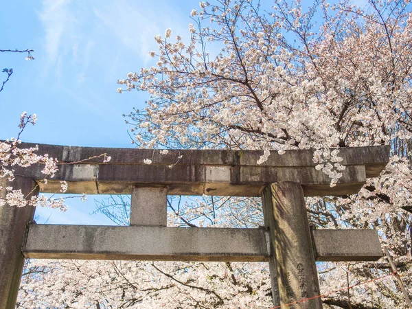 Kiraz çiçeği sezonunda hanami parkta Kyoto güzel görünümü