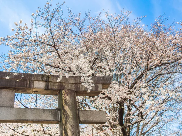 Kiraz çiçeği sezonunda hanami parkta Kyoto güzel görünümü