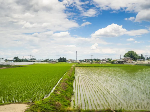 Japonya'da pirinç alan çiftliğin yakın çekim