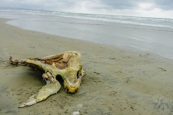 Schöner strand mit pazifischem ozean hintergrund, sandige oberfläche, mit einer toten verwesungsschildkröte im sand, in muisne island ecuador — Stockfoto