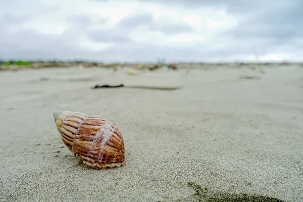 美しい海洋カタツムリの殻や貝殻、晴れた日のエクアドルの Muisne 島の砂浜でのスパイラル conchs — ストック写真
