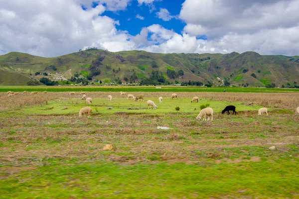 Moutons dans la lagune Quilotoa, lac du cratère à Cotopaxi, Équateur — Photo