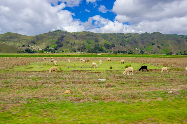 Juh, a lagúna Quilotoa, kráter tó a Cotopaxi, Ecuador — Stock Fotó