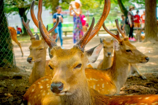 Vahşi geyikler, yakın Nara, Japonya - eski düşen şehir ve şu anda Unesco Dünya Mirası büyük turizm hedef bu şehirdir