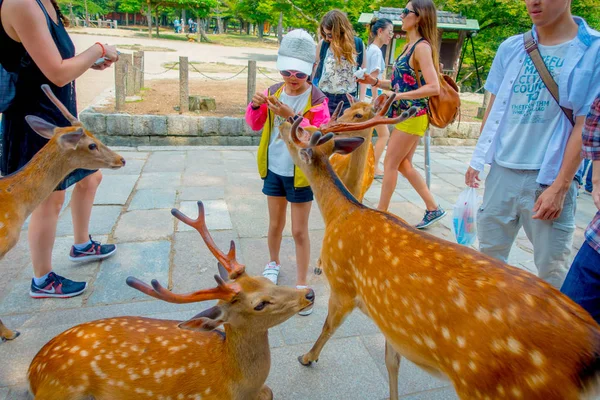 Nara, Japonya - 26 Temmuz 2017: kimliği belirsiz kişi: Nara, Japan vahşi bir geyik besleme. Nara büyük turizm yer Japonya - eski düşen şehir ve şu anda UNESCO Dünya Miras Listesi