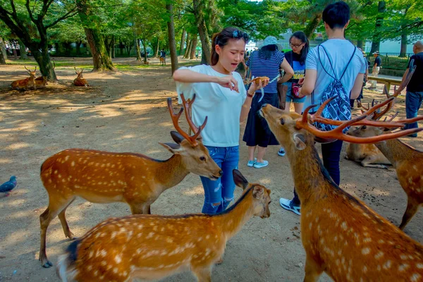 Nara, Japonya - 26 Temmuz 2017: Nara, Japonya için vahşi bir geyik besleme beyaz bir t-shirt giyen kimliği belirsiz bir kadın. Nara büyük Turizm Japonya yer