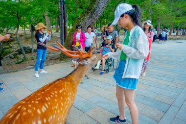 Nara, Japonya - 26 Temmuz 2017: bir şapka giyen kimliği belirsiz kadın vahşi geyik Nara, Japonya besleniyor. Nara, Japonya - eski düşen şehir ve şu anda Unesco Dünya bir büyük turizm yer