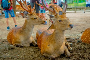 Vahşi geyikler, yakın Nara, Japonya - eski düşen şehir ve şu anda Unesco Dünya Mirası büyük turizm hedef bu şehirdir