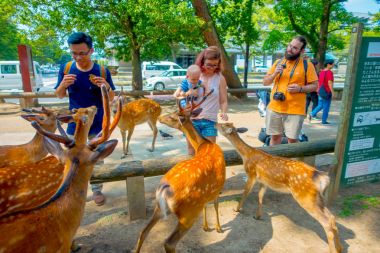 Nara, Japonya - 26 Temmuz 2017: vahşi bir geyik Nara, Japonya dokunmadan kimliği belirsiz bir kadın. Nara büyük turizm yer Japonya - eski düşen şehir ve şu anda UNESCO Dünya Miras Listesi
