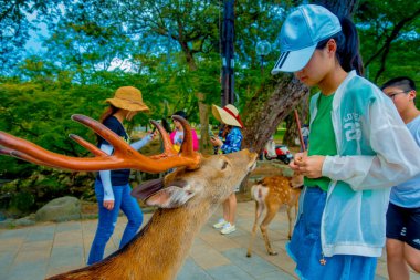 Nara, Japonya - 26 Temmuz 2017: bir şapka giyen kimliği belirsiz kadın vahşi geyik Nara, Japonya besleniyor. Nara, Japonya - eski düşen şehir ve şu anda Unesco Dünya bir büyük turizm yer