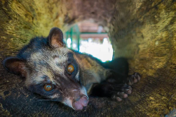 Hayvan misk pahalı çoğu gurme üretimi için kullanılan kahve Kopi Luwak, Bali Endonezya