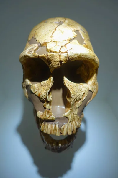 ХУСТОН, США - 12 ЯНВАРЯ 2017 года: Крупный план черепа в Национальном музее естественных наук в Орландо Хьюстон, США, на стенном фоне — стоковое фото