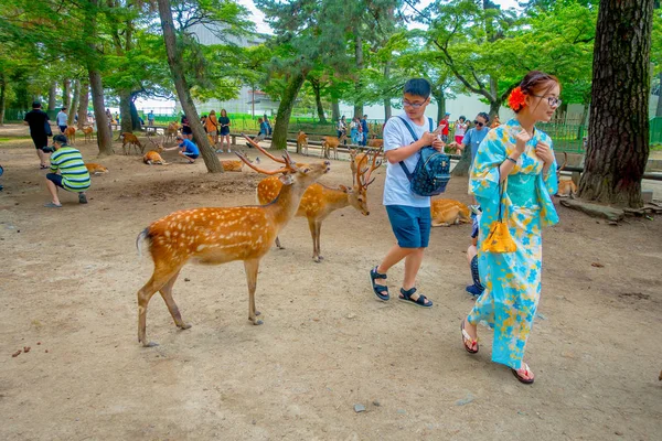 Nara, Japonya - 26 Temmuz 2017: Nara, Japonya'nın vahşi geyikler kimliği belirsiz insanlarla. Nara büyük turizm yer Japonya - eski düşen şehir ve şu anda UNESCO Dünya Miras Listesi