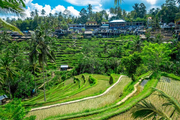 Najbardziej dramatyczne i spektakularne tarasy ryżowe w Bali mogą być postrzegane w pobliżu wsi Tegallalang, w Ubud, Indonezja — Zdjęcie stockowe