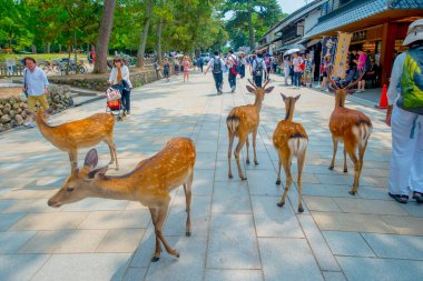 Nara, Japonya - 26 Temmuz 2017: tanımlanamayan insanlar Japonya'da Nara parkta vahşi bazı geyikler ile dolaşıyor. Nara, Japonya - Eski düşen şehir ve şu anda Unesco Dünya bir büyük turizm yer