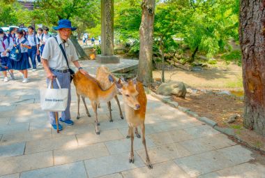 Nara, Japonya - 26 Temmuz 2017: Tanımlanamayan yaşlı adam vahşi geyik Nara Parkı, Japonya'da çok dokunaklı. Nara büyük turizm yer Japonya - eski düşen şehir ve şu anda UNESCO Dünya Miras Listesi