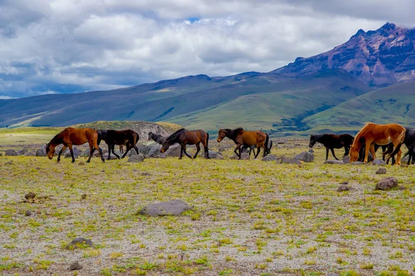 Beslag met prachtige wilde paarden in het Nationaalpark Cotopaxi — Stockfoto