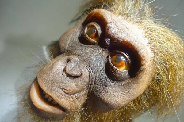 HOUSTON, EE.UU. - 12 DE ENERO DE 2017: Primer plano de una cabeza de mono en el Museo Nacional de Ciencias Naturales de Orlando Houston, Estados Unidos, en un fondo de pared —  Fotos de Stock