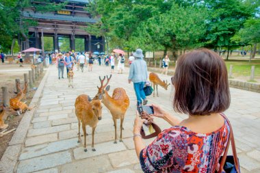 Nara, Japonya - 26 Temmuz 2017: erkek ve kadın vahşi geyik Nara Parkı Japonya'da fotoğrafını kimliği belirsiz bir kadın. Nara büyük turizm hedef Japonya - eski düşen şehir olduğunu ve şu anda