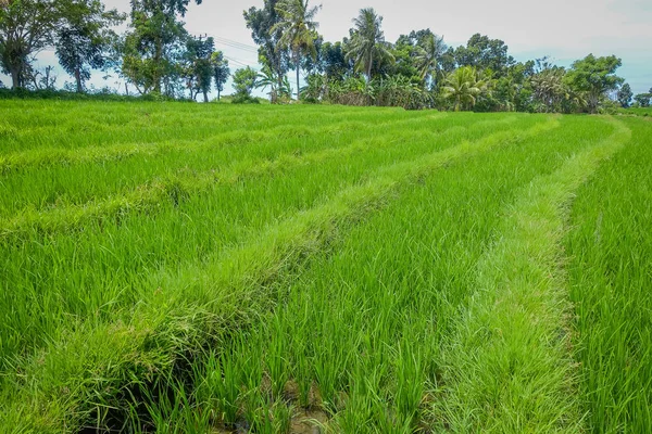 Tanaman padi hijau dekat. Beras dalam air di teras beras, Ubud, Bali, Indonesia — Stok Foto