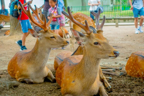 Cercanía de ciervos silvestres en Nara, esta ciudad es un importante destino turístico en Japón - antigua ciudad habitante y actualmente Patrimonio de la Humanidad por la UNESCO —  Fotos de Stock