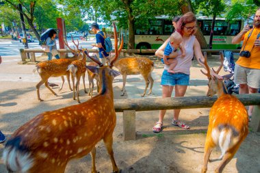 Nara, Japonya - 26 Temmuz 2017: vahşi bir geyik Nara, Japonya dokunmadan kimliği belirsiz bir kadın. Nara büyük turizm yer Japonya - eski düşen şehir ve şu anda UNESCO Dünya Miras Listesi
