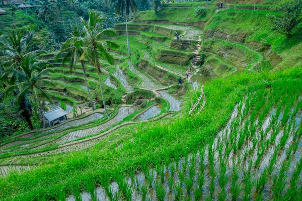 Vackra landskap med gröna risterrasser nära Tegallalang byn, Ubud, Bali, Indonesien — Stockfoto