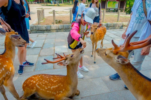 Nara, Japón - 26 de julio de 2017: Niño no identificado alimentando a un ciervo salvaje en Nara, Japón. Nara es un importante destino turístico en Japón - antigua ciudad habitante y actualmente Patrimonio de la Humanidad por la UNESCO —  Fotos de Stock