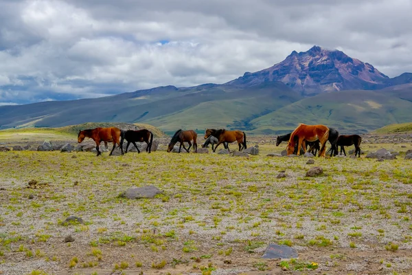 Troupeau de beaux chevaux sauvages dans le Parc National Cotopaxi — Photo
