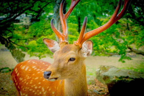 Vahşi geyikler, yakın Nara, Japonya - eski düşen şehir ve şu anda Unesco Dünya Mirası büyük turizm hedef bu şehirdir
