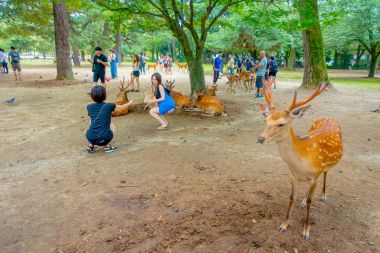 Nara, Japonya - 26 Temmuz 2017: picturtes vahşi geyik Nara, Japonya ile alarak ziyaretçi. Nara büyük turizm yer Japonya - eski düşen şehir ve şu anda UNESCO Dünya Miras Listesi