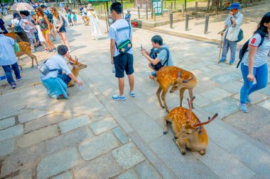Nara, Japonya - 26 Temmuz 2017: Kimliği belirsiz kişi alarak resmi güzel vahşi geyik Nara, Japonya. Nara, Japonya - eski düşen şehir ve şu anda Unesco Dünya bir büyük turizm yer