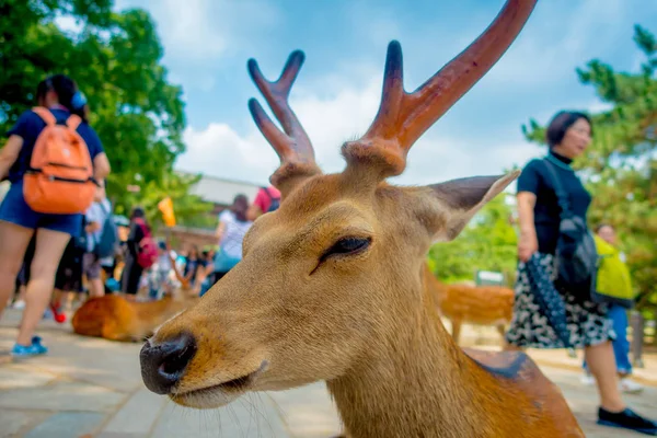 Retrato de un hermoso ciervo salvaje en Nara, Japón. Nara es un importante destino turístico en Japón - antigua ciudad habitante y actualmente Patrimonio de la Humanidad por la UNESCO —  Fotos de Stock