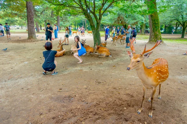 Nara, Japonsko - 26 července 2017: Návštěvníci picturtes s jeleni v Nara, Japonsko. Nara je významnou turistickou destinací v Japonsku - někdejší obyvatele města a v současné době světového dědictví UNESCO — Stock fotografie
