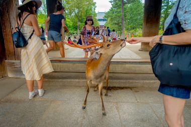 Nara, Japan - July 26, 2017: Unidentified people feeding a wild deer in Nara, Japan. Nara is a major tourism destination in Japan - former capita city and currently UNESCO World Heritage Site clipart