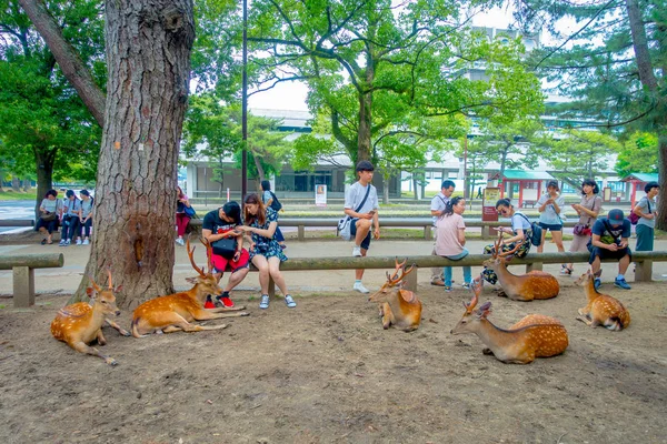 Nara, Japón - 26 de julio de 2017: Gente no identificada alrededor de ciervos salvajes en Nara, Japón. Nara es un importante destino turístico en Japón - antigua ciudad habitante y actualmente Patrimonio de la Humanidad por la UNESCO — Foto de Stock