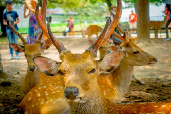 Cercanía de ciervos silvestres en Nara, esta ciudad es un importante destino turístico en Japón - antigua ciudad habitante y actualmente Patrimonio de la Humanidad por la UNESCO —  Fotos de Stock