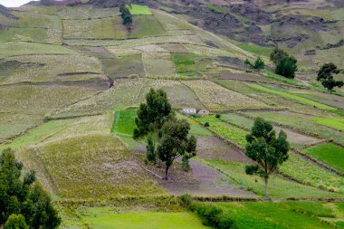 Ekvador And Dağları Milli Parkı Cotopaxi yakın ekili alanlara