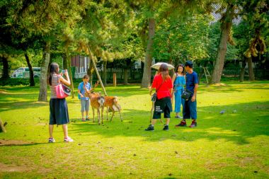 Nara, Japonya - 26 Temmuz 2017: vahşi geyik Nara, Japonya resimleri alan kimliği belirsiz insanlar. Nara büyük Turizm Japonya yer