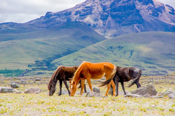 Όμορφης άγρια άλογα για το εθνικό πάρκο Κοτοπαξί — Φωτογραφία Αρχείου
